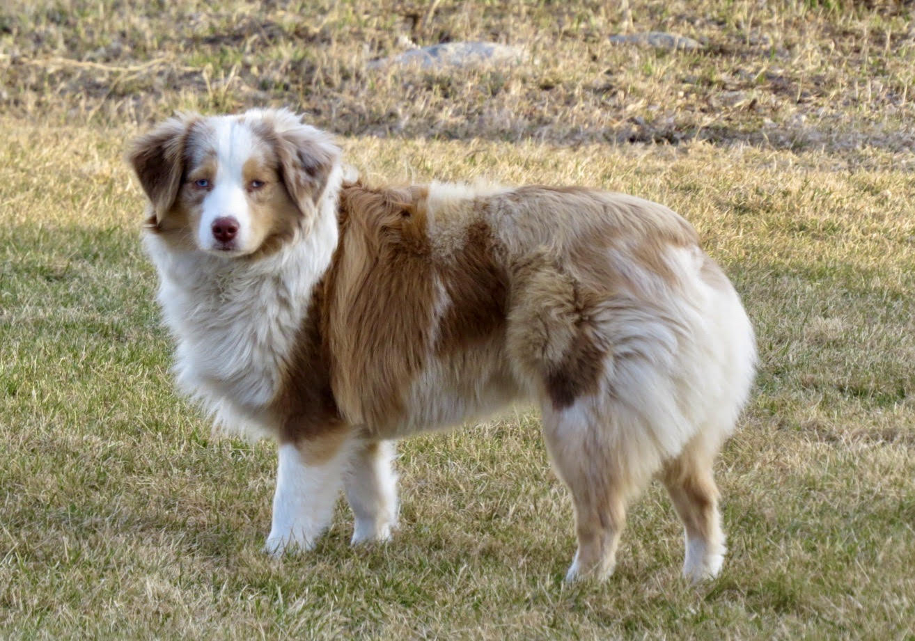 Little Debs Toy/Mini Australian Shepherds