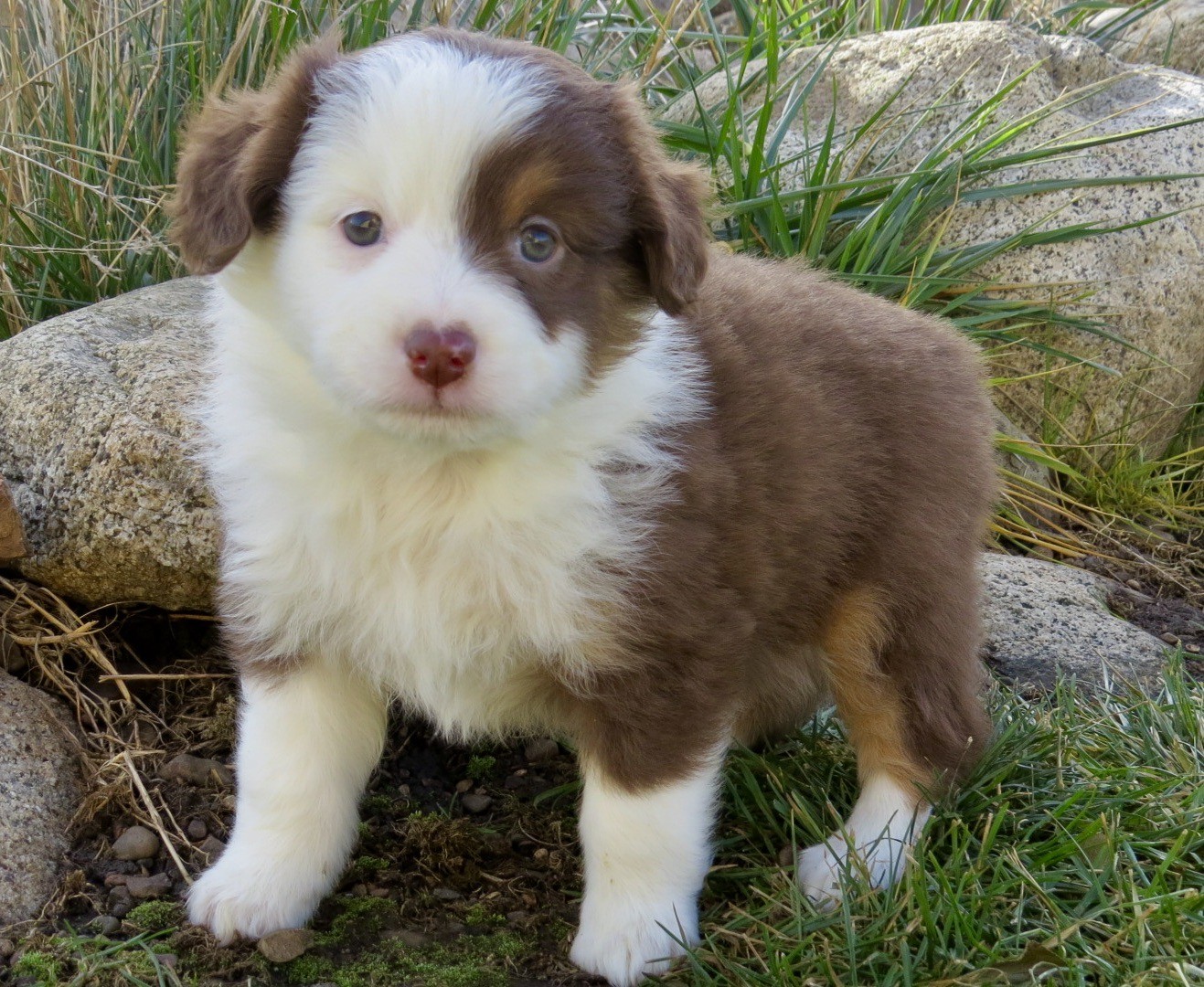 Little Debs Toy/Mini Australian Shepherds