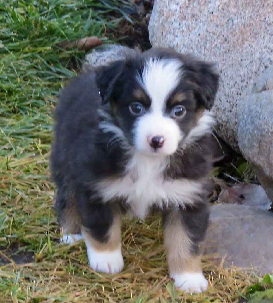 Little Debs Toy/Mini Australian Shepherds