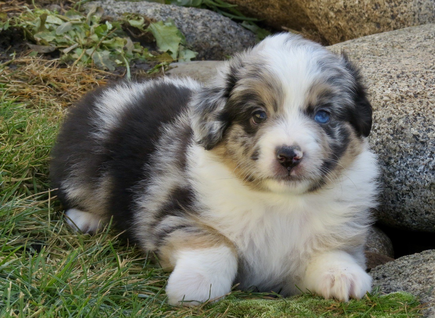 Little Debs Toy/Mini Australian Shepherds