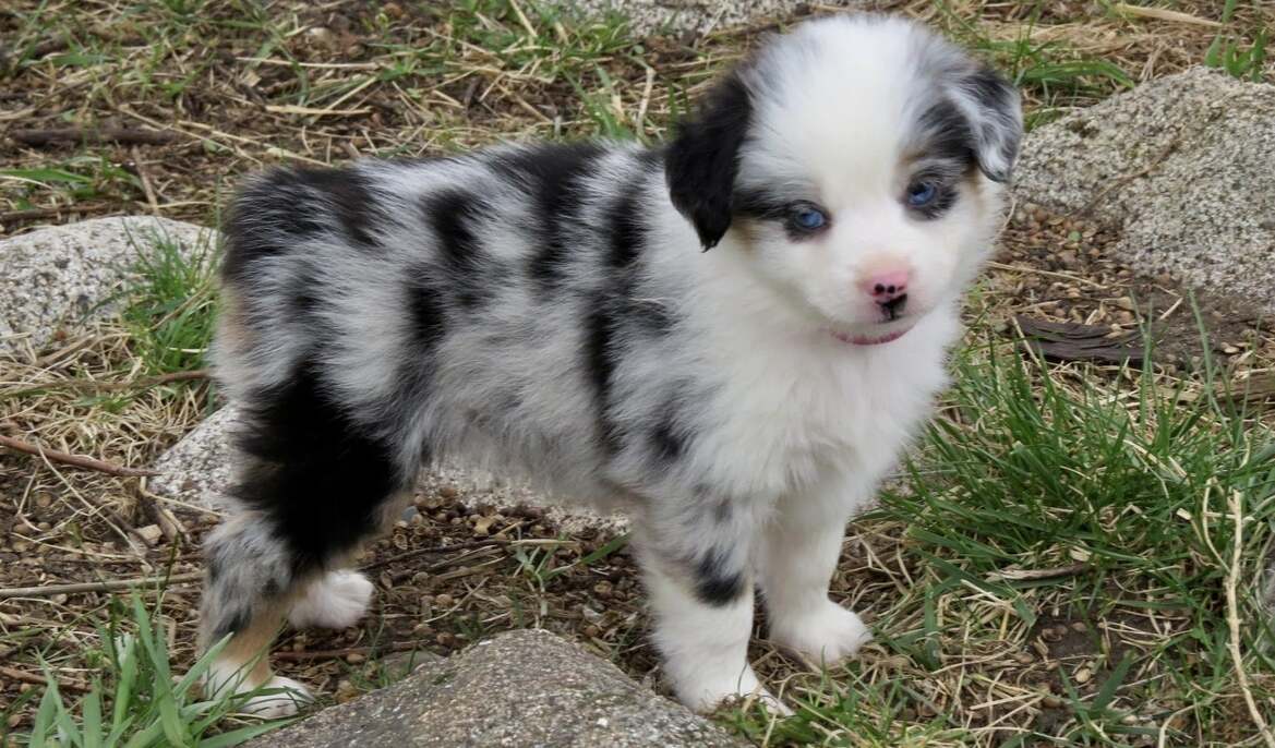 Toy australian shepherd puppies hotsell for sale